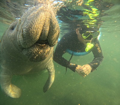 Swimming the the manatees