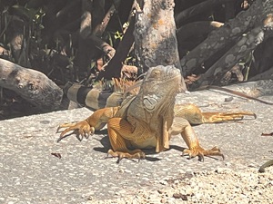 Iguanas at John Pennekamp 