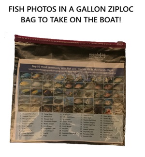 Top 50 most commonly seen fish and other marine life in the Florida Keys