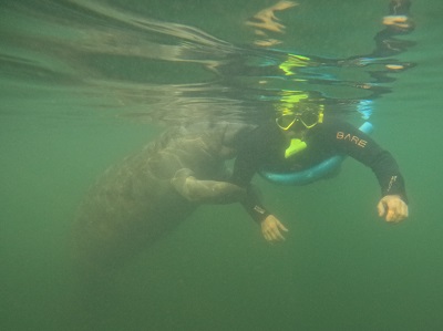 Getting a manatee hug