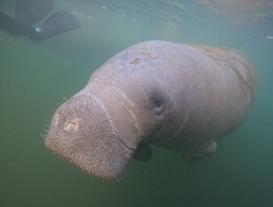 Manatee