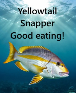 Yellowtail Snapper