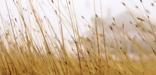 An outline of the Nicodemus school house as seen through a field of prairie grass.