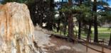 Massive petrified redwood stumps