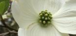 Dogwoods in bloom during the spring