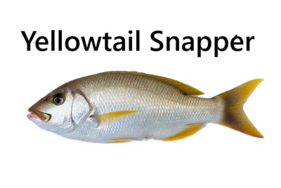 Yellowtail Snapper